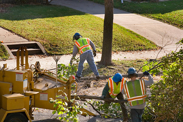 Tree Removal for Businesses in Reidland, KY